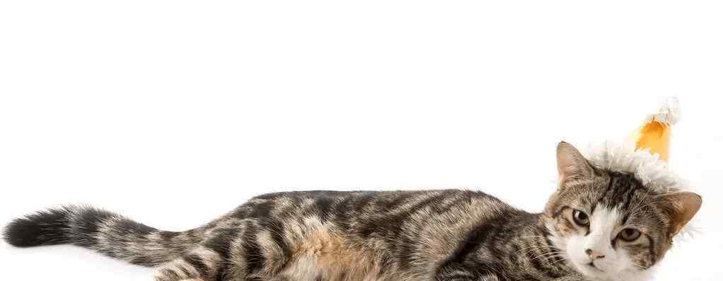 猫咪发出咕噜咕噜的声音 猫咪发出咕噜咕噜叫是什么意思呢，是在表达友善，还是满足感爆棚