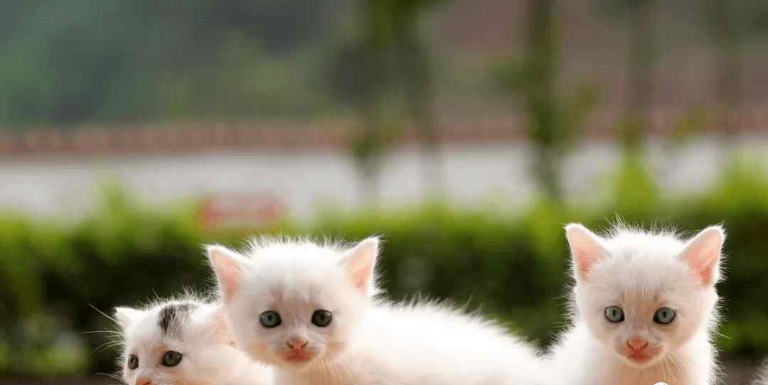 猫咪发出咕噜咕噜的声音 猫咪发出咕噜咕噜叫是什么意思呢，是在表达友善，还是满足感爆棚