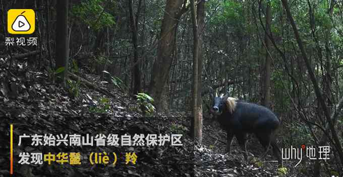 广东发现珍稀动物“四不像” 红外相机拍下它觅食罕见画面