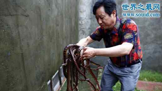 中国第一蛇村 中国第一蛇村，湖州子思桥村