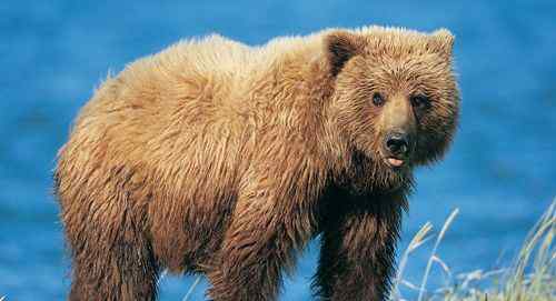 陆地食肉动物排名20强 陆地上最大的食肉动物 身长3.25米的棕熊