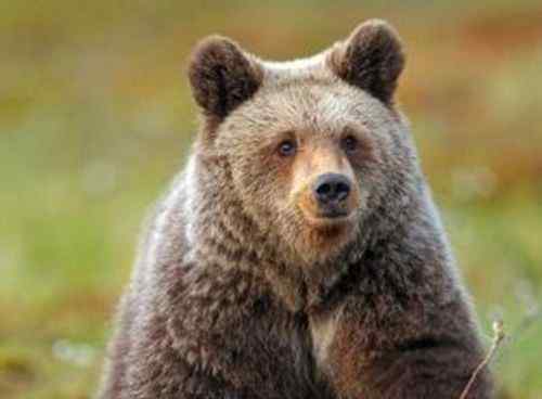 科迪亚克岛棕熊 世界上最大的棕熊 体长400厘米