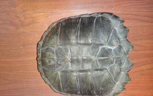 排名最漂亮的龟 外壳最硬的动物——乌龟