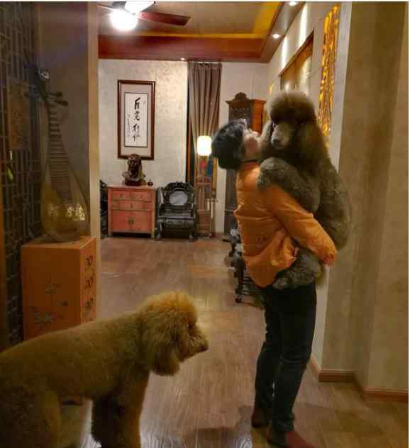 泰迪撒娇的表现 两只大泰迪撒娇求抱，主人表示压力山大：感觉自己腰都快断了