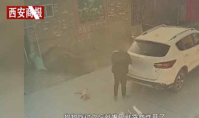 山西男子投食爆炸物后偷走柴犬！主人哭诉：我只是想把狗狗要回来