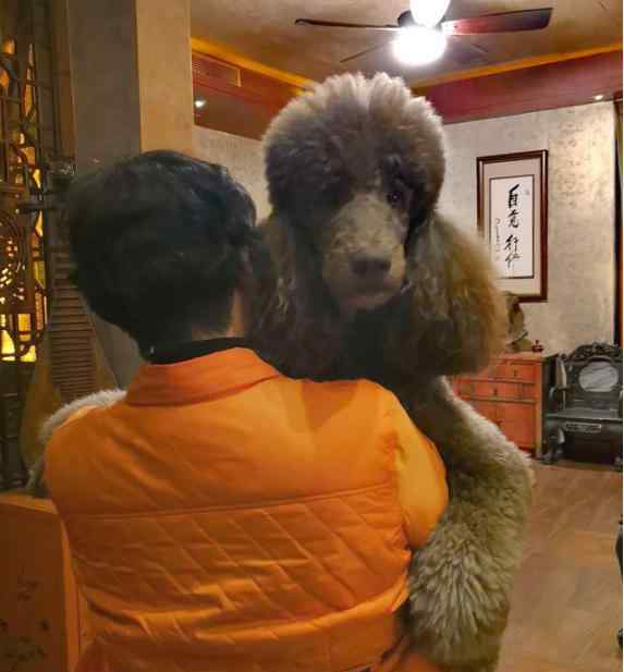 泰迪撒娇的表现 两只大泰迪撒娇求抱，主人表示压力山大：感觉自己腰都快断了