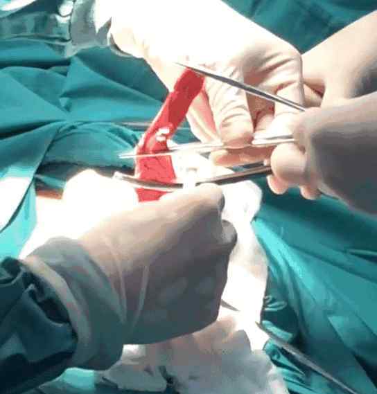 动物外科手术 外科初体验——南京总医院动物外科手术一览