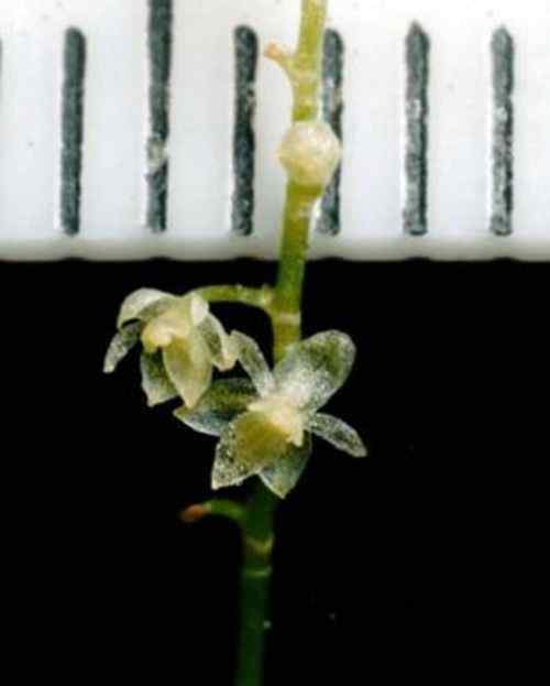世界上最小的花是什么花 世界上最小的兰花 花瓣长度只有2.1毫米