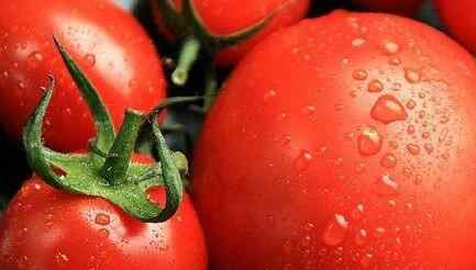 孕妇吃小番茄 孕妇吃小番茄的好处有哪些孕妇吃小番茄的注意事项