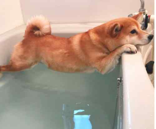 抵死反抗 主人准备给柴犬洗澡，却遭到它抵死反抗，无奈使出这杀手锏！