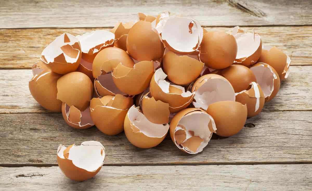 吊兰为什么要放鸡蛋壳 4种花草口味怪，平时喂点鸡蛋壳，开花更容易