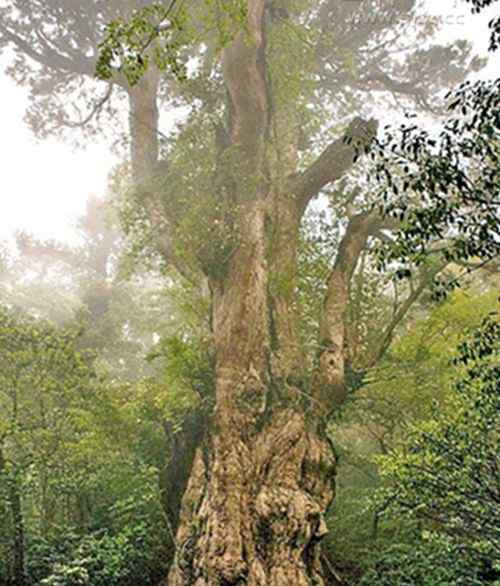 云杉树图片 世界上最长寿的树 9550岁的古云杉树