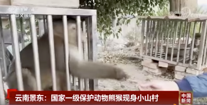 可可爱爱！云南小山村发现国家一级保护动物熊猴 网友评论亮了