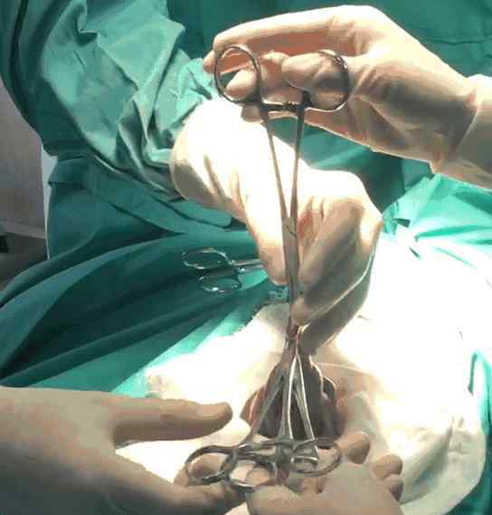 动物外科手术 外科初体验——南京总医院动物外科手术一览