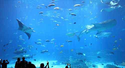 世界上最大的水族馆 世界最大的水族馆——新佐治亚水族馆