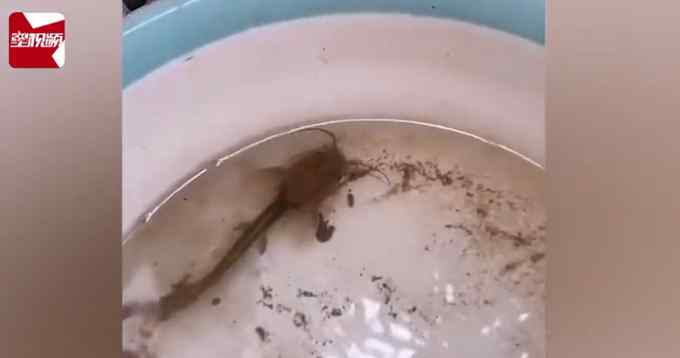 男子把鲶鱼忘水缸1年没喂食 想起来一看难以置信：惊变“蝌蚪”