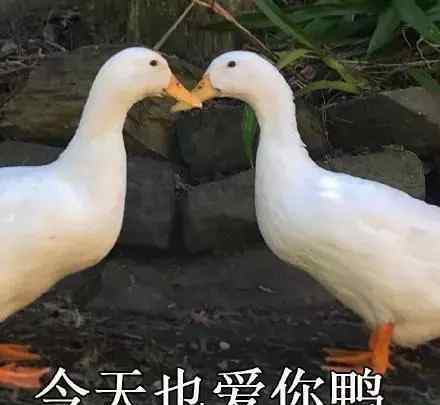 鸭子的图片最近很火的鸭子表情包12张今天也爱你鸭