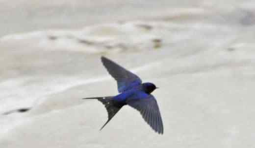 尖尾雨燕 世界上飞得最快的鸟是军舰鸟，418公里/小时