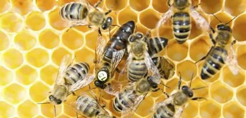 僵尸蜜蜂 华东蜜蜂成群奔向死亡，爱因斯坦预言：没有蜜蜂，人类最多活四年