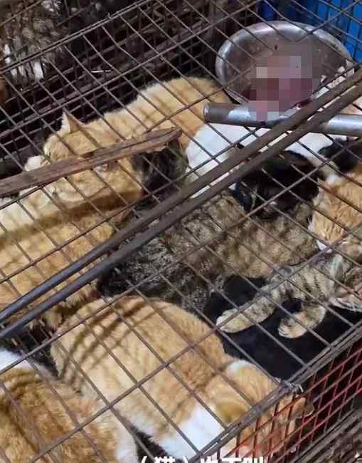 湖南永州市场卖上百只活猫现场宰杀 网友怒了！工作人员：正在整治