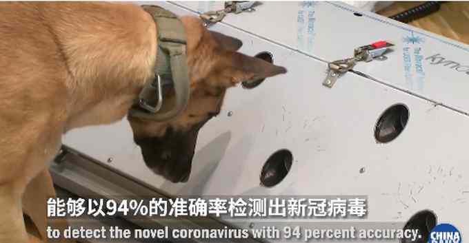 德国称两只嗅探犬能识别新冠患者 准确率高达94%！网友提出一个问题