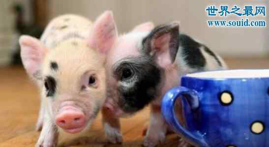 微型猪 世界上最小的猪微型猪，只有茶杯那么大