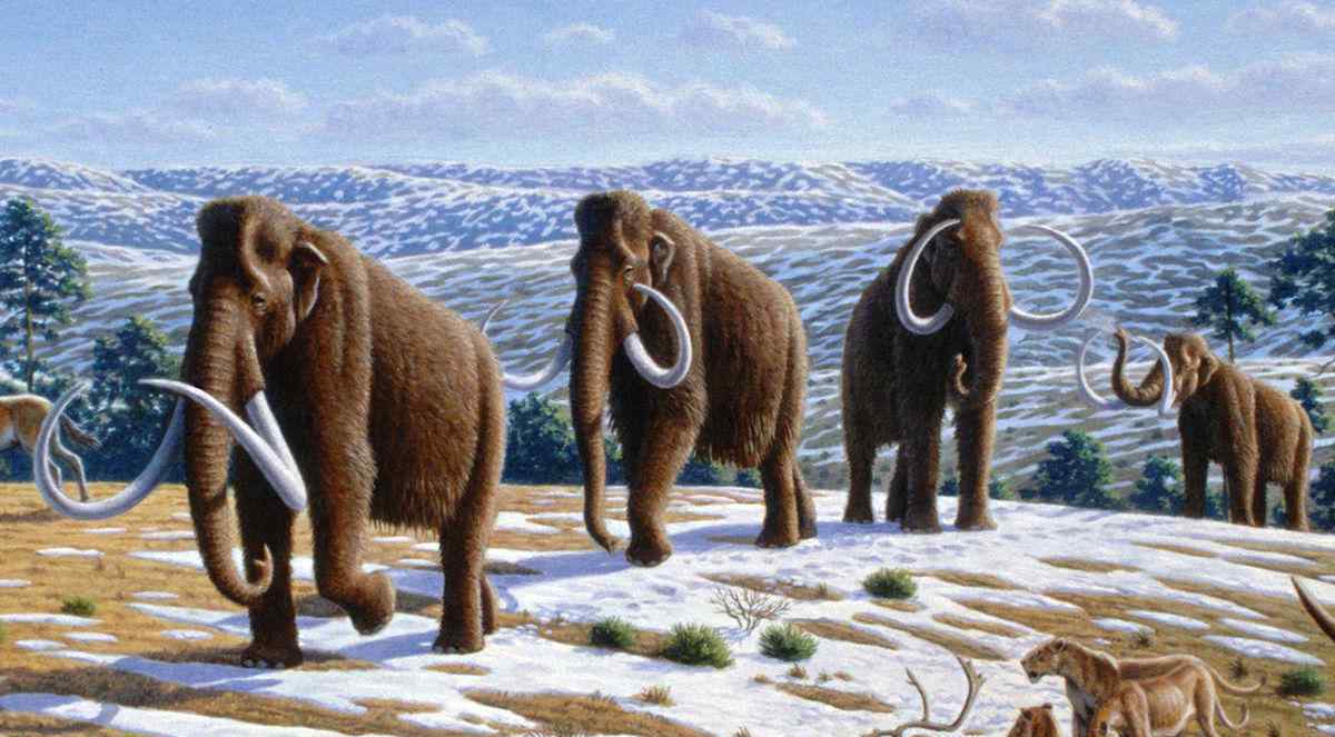 猛犸肉 冻土下的万年前猛犸象，象牙堪比“黄金”，肉居然也被吃掉？