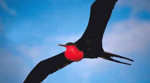 尖尾雨燕 世界上飞得最快的鸟是军舰鸟，418公里/小时
