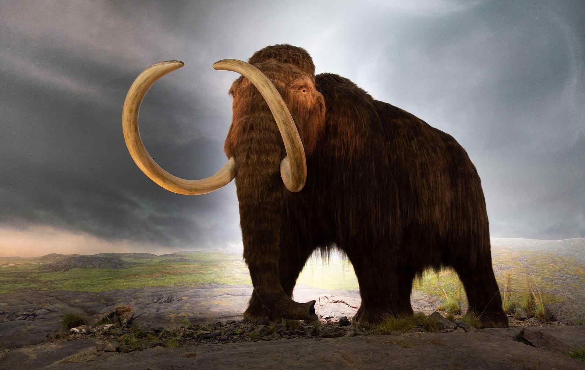 猛犸肉 冻土下的万年前猛犸象，象牙堪比“黄金”，肉居然也被吃掉？