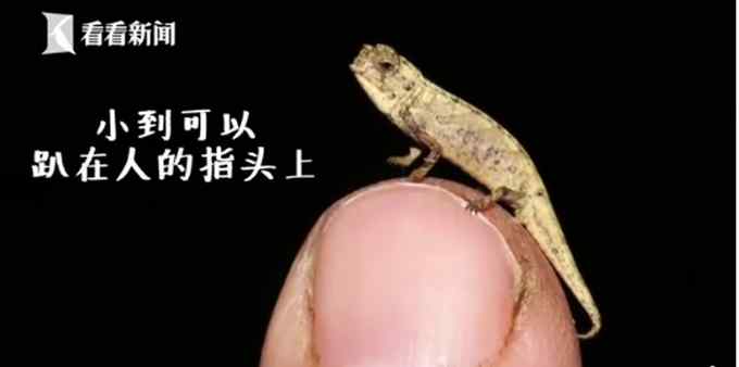 有点可爱！科学家发现地球最小爬行动物 体长仅22毫米