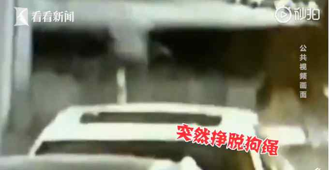 德牧小区内咬死咬伤12只狗引公愤 主人拒绝将狗送往收容所