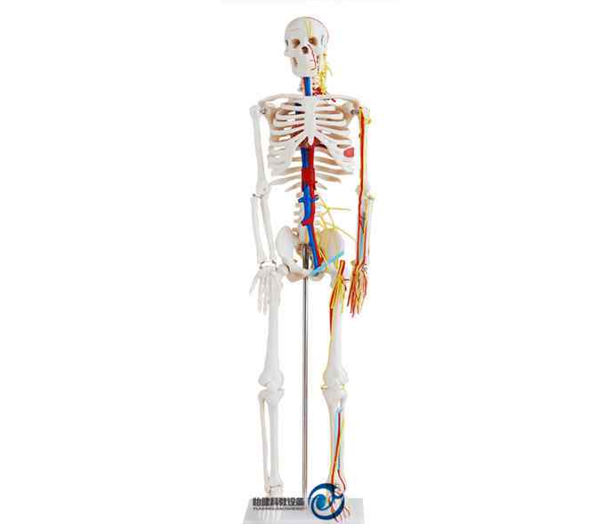 全身骨骼模型 全身骨骼附血管神经模型-上海怡健医学