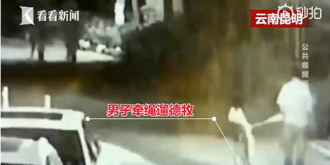 德牧小区内咬死咬伤12只狗引公愤 主人拒绝将狗送往收容所