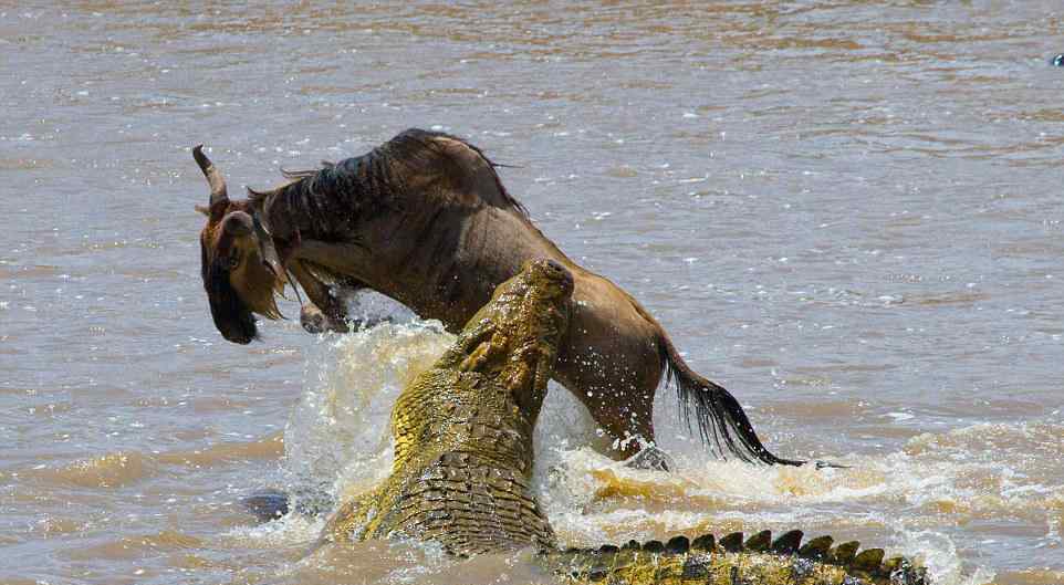 河马咬死鳄鱼 非洲之王鳄鱼，水中无敌，碰到河马为什么就乖乖认输？