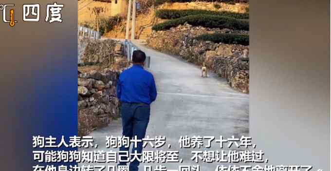 16岁土狗大限将至与主人诀别 三步一回头让无数网友泪目