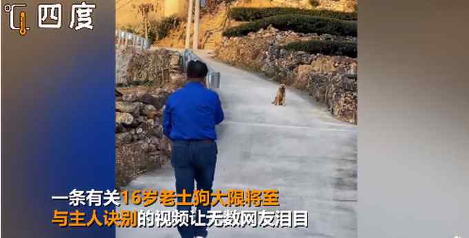 16岁土狗大限将至与主人诀别 三步一回头让无数网友泪目