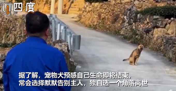 16岁土狗大限将至与主人诀别 三步一回头让无数网友泪目