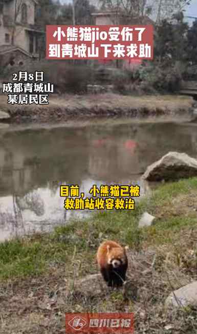 成精了？小熊猫脚受伤到青城山求助 网友：太聪明了吧！