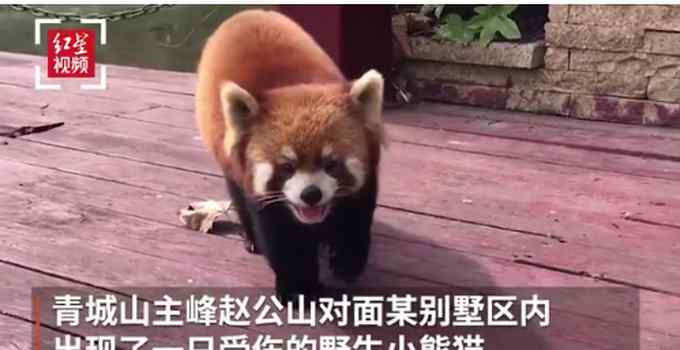 聪明！小熊猫脚受伤到青城山求助 网友“串频”白蛇传