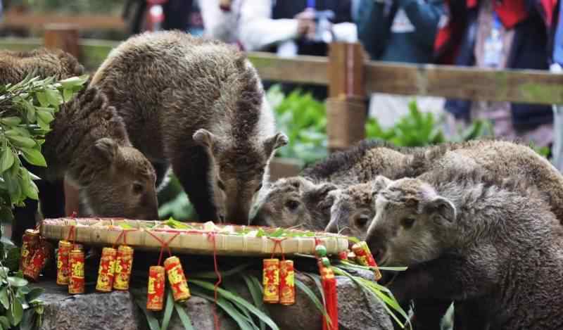 金毛羚牛 与大熊猫齐名的国宝！6头金毛羚牛宝宝“动物幼儿园”首秀