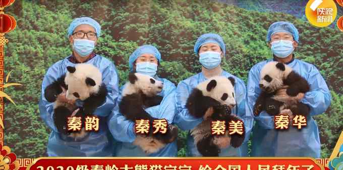 太萌了！秦岭4小只大熊猫宝宝可爱拜年 努力“营业”的样子萌化网友