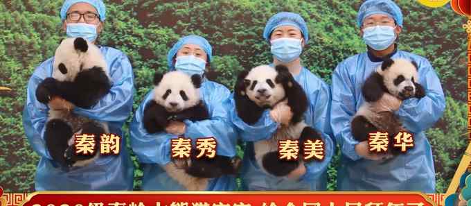 太萌了！秦岭4小只大熊猫宝宝可爱拜年 努力“营业”的样子萌化网友