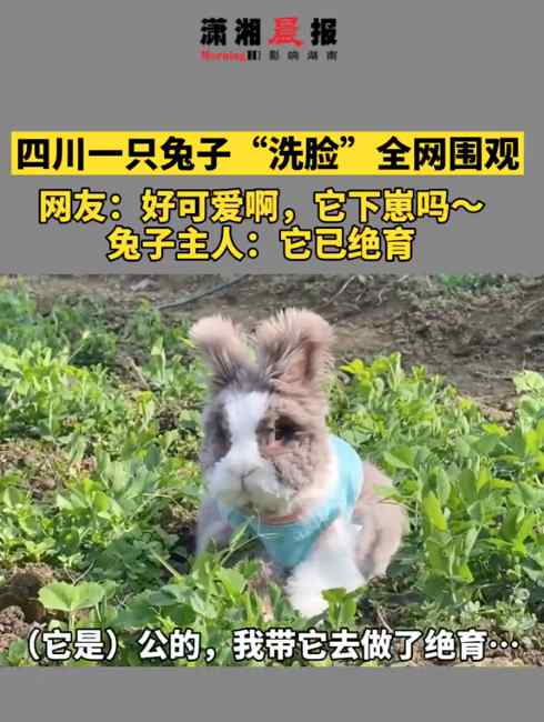 “好可爱它下崽吗？”四川一只兔子“洗脸”全网围观 主人：它已绝育