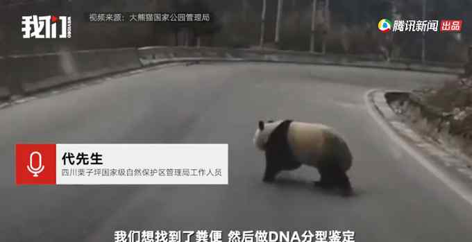 四川村民初二走亲戚 偶遇大熊猫下山“拜年”！网友：带红包了吗？