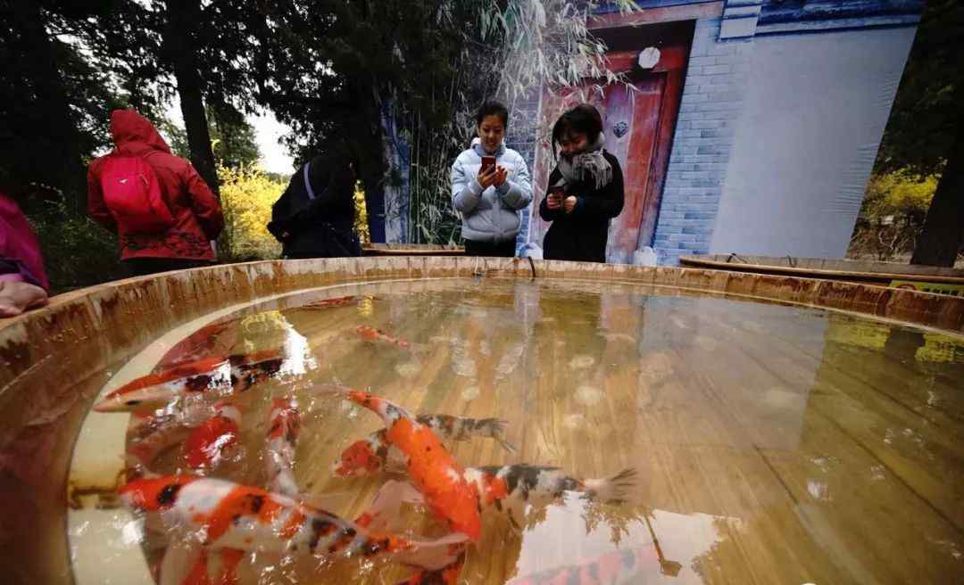 迎春鱼的幼鱼 感受老北京景山“木海观鱼”！35种、千余尾珍稀品种可近距离观赏