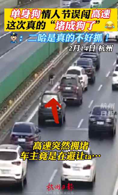 哭笑不得！哈士奇误闯高速致堵车  网友：这次真的“堵成狗”了