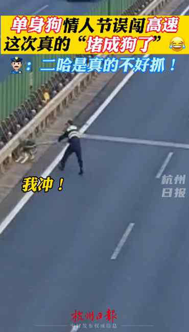 哭笑不得！哈士奇误闯高速致堵车  网友：这次真的“堵成狗”了