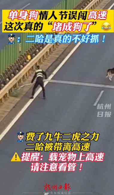 哭笑不得！哈士奇误闯高速致堵车  网友：这次真的“堵成狗”了