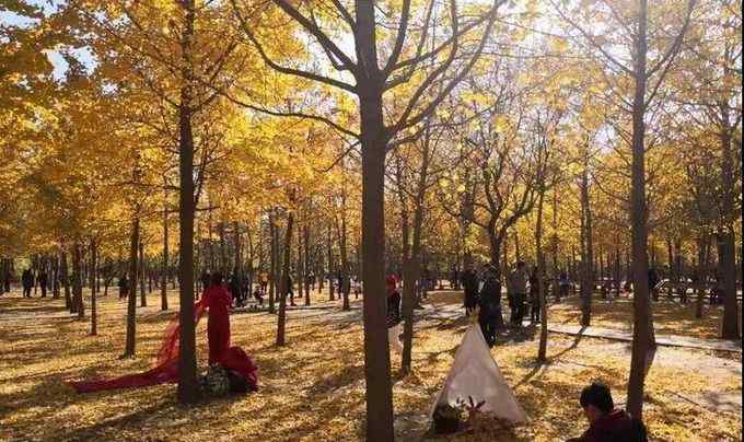 天元郊野公园 孟冬时节赏银杏景观 到北京丰台天元公园体验“遍地黄蝶迎冬风”