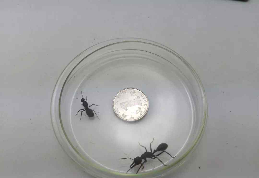 宠物蚂蚁 海关查获澳巨无霸宠物蚂蚁，身长堪比一元硬币直径，网友：想啥呢